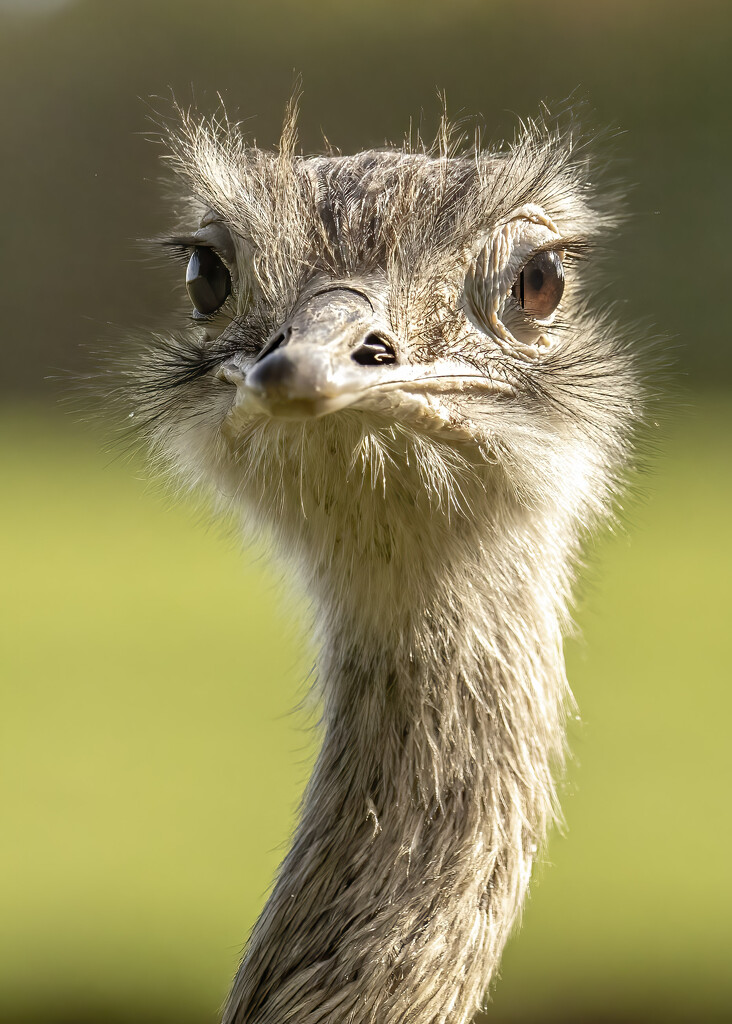 Emu by shepherdmanswife