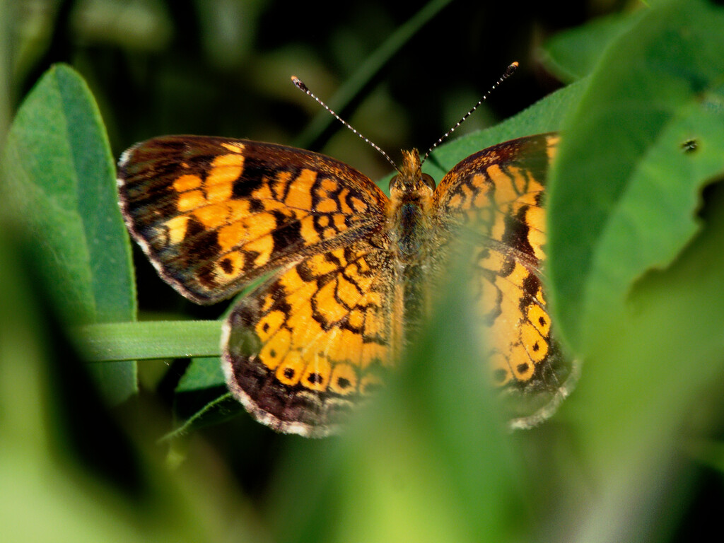 pearl crescent  by rminer