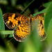 pearl crescent  by rminer