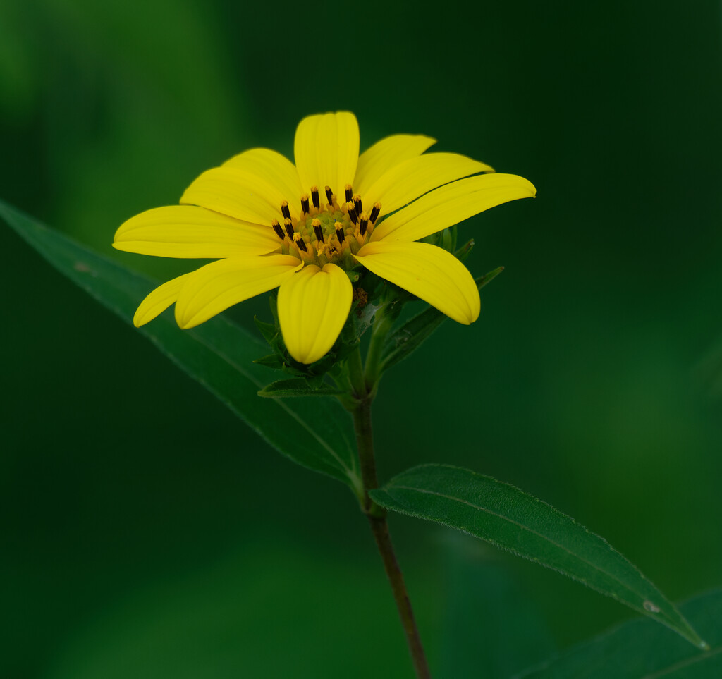 woodland sunflower by rminer