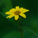 woodland sunflower by rminer