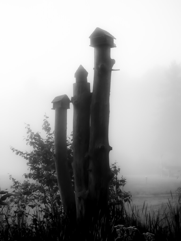 birdhouses in the mist by northy