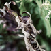 Burnt fern by cristinaledesma33
