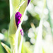 Gladioli emerging by cristinaledesma33