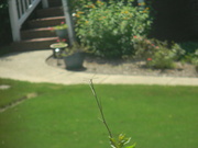 30th Jul 2021 - Dragonfly on Tree 