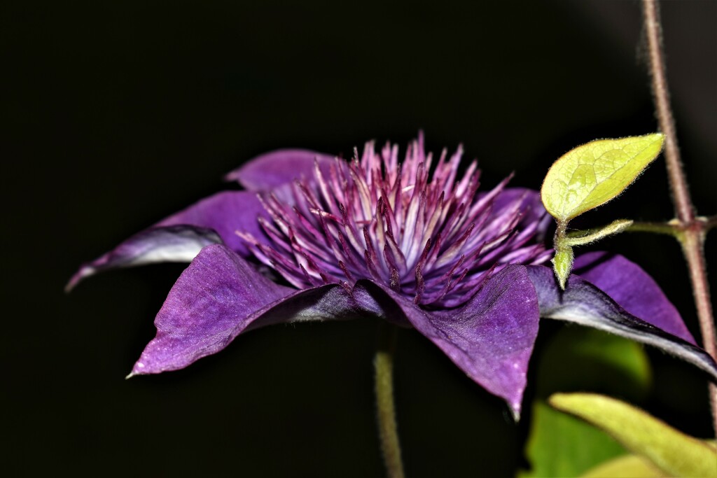 Clematis by sandlily