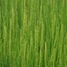 Patterns in Green, Siletz Bay by granagringa
