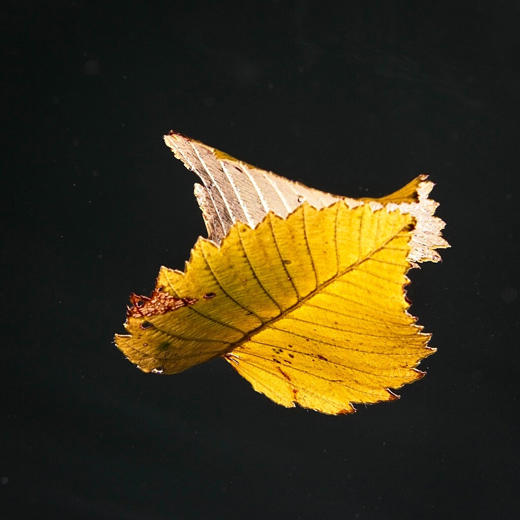 Leaf by mitchell304