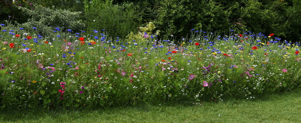 wildflower garden by quietpurplehaze