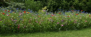31st Jul 2021 - wildflower garden