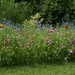 wildflower garden by quietpurplehaze