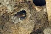 30th Jul 2021 - Cliff Swallow nestling waiting for a meal