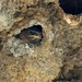 Cliff Swallow nestling waiting for a meal by nicoleweg
