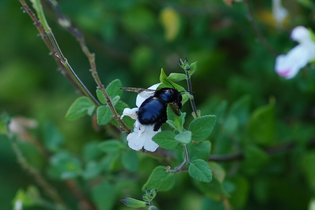 California carpenter bee by acolyte