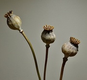 31st Jul 2021 - Poppy seed heads