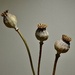 Poppy seed heads by wakelys