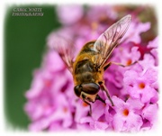 31st Jul 2021 - Hoverfly And Buddleia