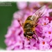 Hoverfly And Buddleia by carolmw