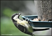 31st Jul 2021 - I'm only little and I don't understand this feeder