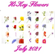 31st Jul 2021 - Hi Key Flower July