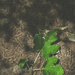 Green Leaf by gerry13