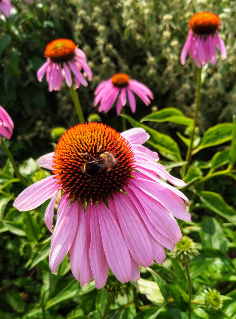 Bumblebee on echinacea by boxplayer