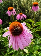 29th Jul 2021 - Bumblebee on echinacea