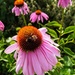 Bumblebee on echinacea by boxplayer
