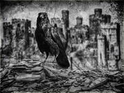 31st Jul 2021 - The three eyed crow.