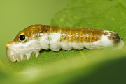 31st Jul 2021 - Hungry Caterpillar