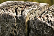 31st Jul 2021 - weathered wood