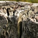 weathered wood by christophercox