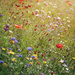 Floral carpet by katarzynamorawiec