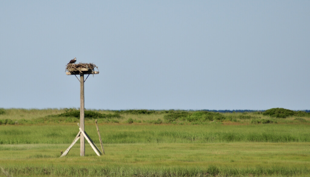 Osprey Keeping Watch by radiodan