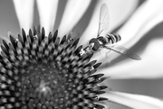 31st Jul 2021 - Hover fly on Echinacea in black and white 