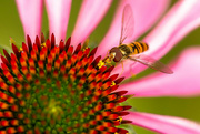 31st Jul 2021 - Hoverfly on Echinacea in Colour