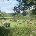 Happy cows by barrowlane