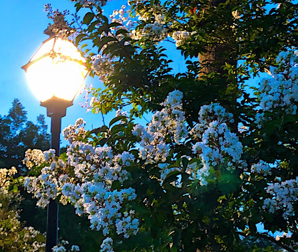 Lamplit crape myrtle by congaree