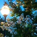 Lamplit crape myrtle by congaree