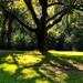 Sunlight and shadows by congaree