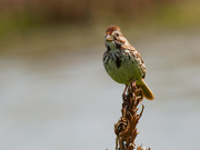 31st Jul 2021 - song sparrow