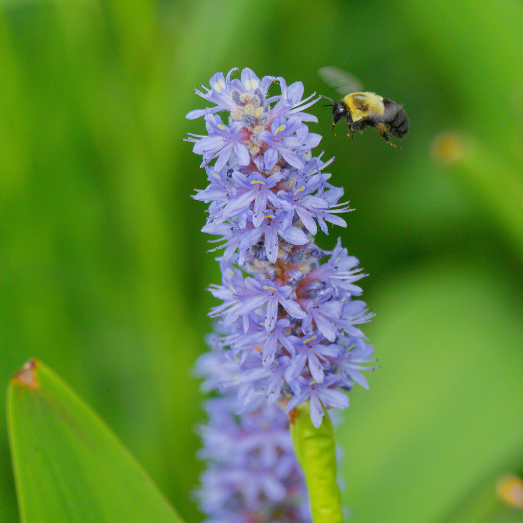 bumblebee and Pickerelweed by rminer