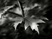 1st Aug 2021 - Maple leaf...