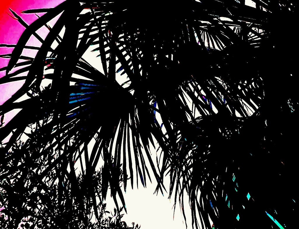 Lišće palme by vesna0210