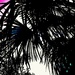 Lišće palme by vesna0210
