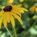 Yellow Coneflower by 365projectorgheatherb