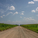 Dirt roads and corn fields by samae