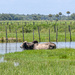 Adventure in the Everglades by danette