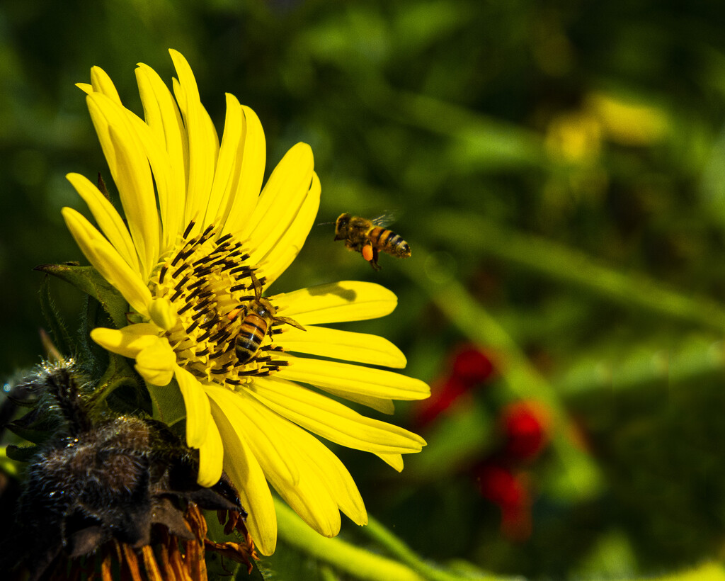 Pollinators at Work by cwbill