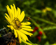 31st Jul 2021 - Pollinators at Work